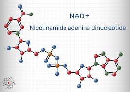 NAD+: The Cellular Powerhouse Fueling Health and Longevity